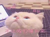 合肥市包河区东木临电子商务工作室