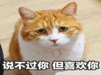 合肥市包河区东木临电子商务工作室