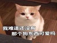 合肥市包河区东木临电子商务工作室