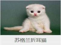 合肥市包河区东木临电子商务工作室