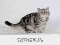 合肥市包河区东木临电子商务工作室