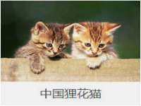 合肥市包河区东木临电子商务工作室
