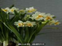 合肥市包河区东木临电子商务工作室