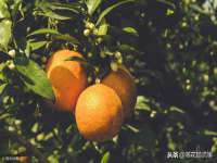 合肥市包河区东木临电子商务工作室