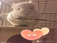 合肥市包河区东木临电子商务工作室