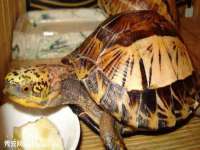 合肥市包河区东木临电子商务工作室